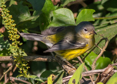 Magnolia Warbler 3682.jpg