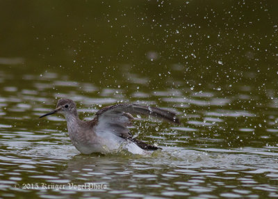 Lesser Yellowlegs 9667.jpg