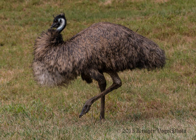 Emu (1)