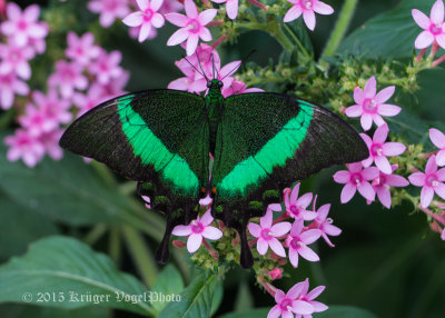 Emerald Swallowtail 9904.jpg