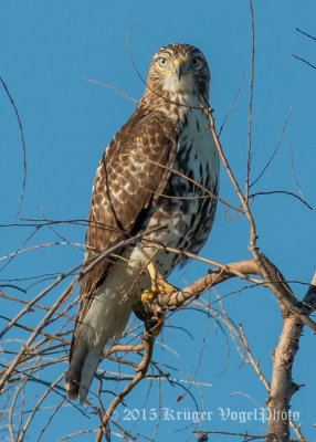 Red-tailed Hawk (juvenile) 9937.jpg