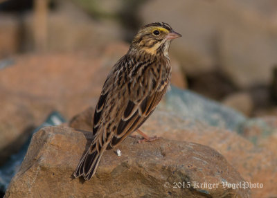 Savannah Sparrow (7)