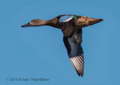 Blue-winged Teal (female) 0227.jpg