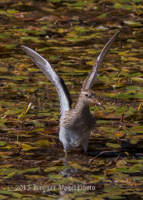 Pectoral Sandpiper 0296.jpg