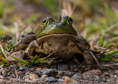 Northern Green Frog 0369.jpg