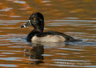 Ring-necked Duck (male) 0440.jpg