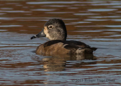 Ring-necked Duck (female) 0442.jpg