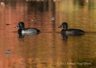 Ring-necked Ducks (pair) 0455.jpg