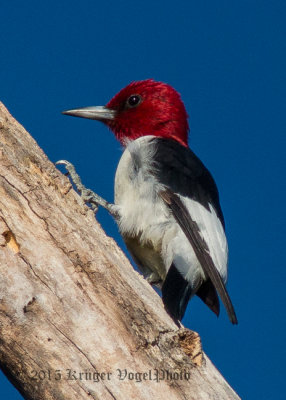 Red-headed Woodpecker (10)