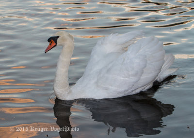Mute Swan 0915.jpg