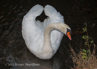 Mute Swan 0925.jpg