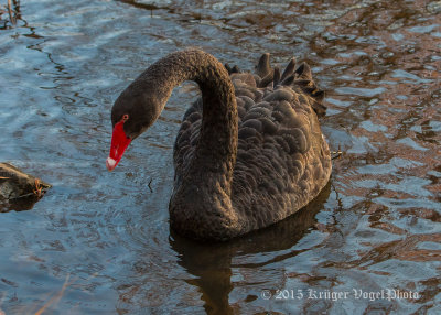 Black Swan 0842.jpg
