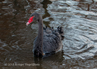 Black Swan 0906.jpg