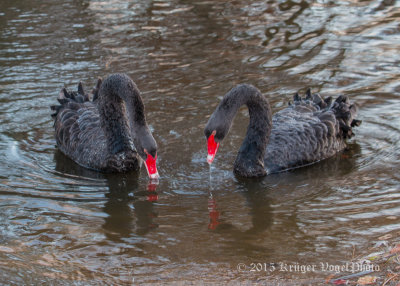 Black Swans 0908.jpg