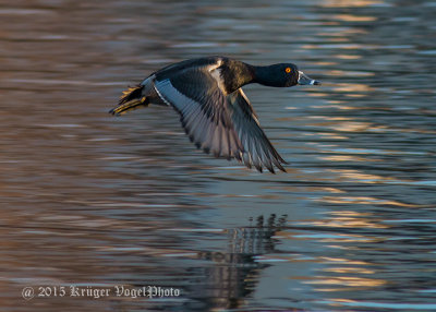 Ring-necked Duck (male) 1307.jpg