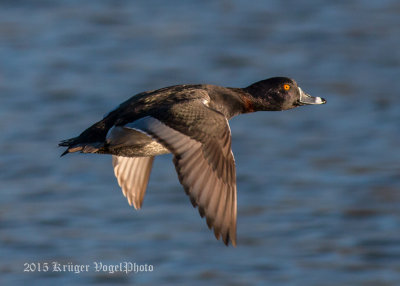 Ring-necked Duck (male) 1382.jpg