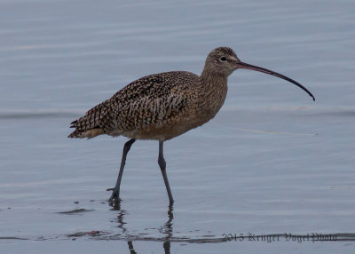 Long-billed Curlew (5)