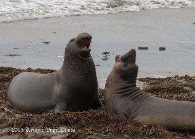 Elephant Seal (12)