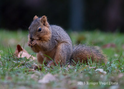 Eastern Fox Squirrel 2301.jpg