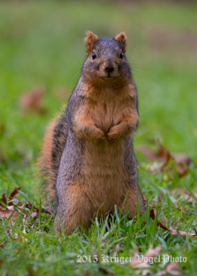 Eastern Fox Squirrel 2320.jpg