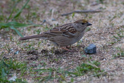 Golden-crowned Sparrow 2066.jpg