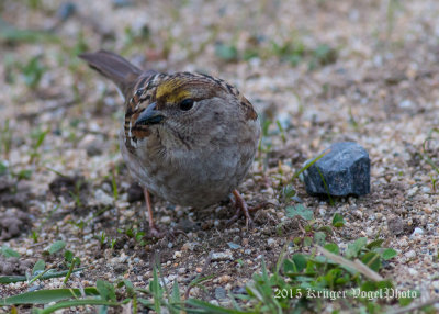 Golden-crowned Sparrow 2071.jpg