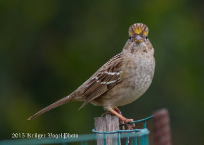 Golden-crowned Sparrow (3)