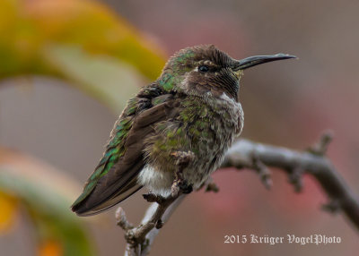 Anna's Hummingbird (male) 2351.jpg