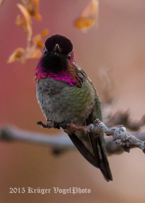 Anna's Hummingbird (male) 2398.jpg