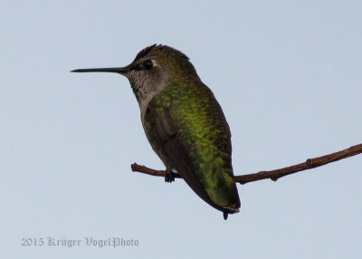 Anna's Hummingbird (female) 2442.jpg