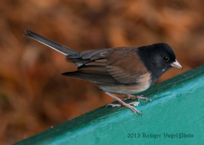 Dark-eyed Junco (male) 2481.jpg