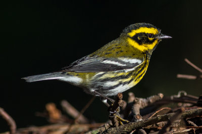 Townsend's Warbler (6)