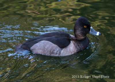 Ring-necked Duck (male) 2575.jpg