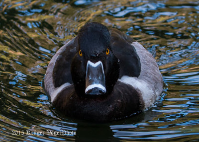 Ring-necked Duck (male) 2585.jpg
