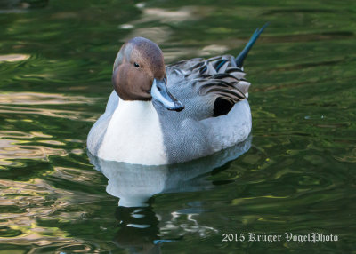 Northern Pintail (male) 2570.jpg