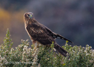 Northern Harrier 2640.jpg