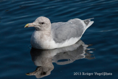 Glaucous-winged Gull 2240.jpg