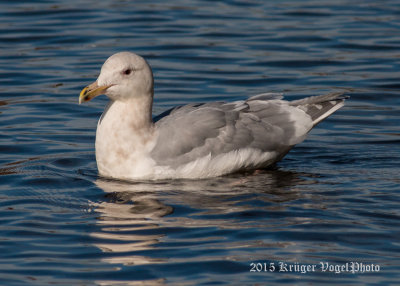 Glaucous-winged Gull (3)