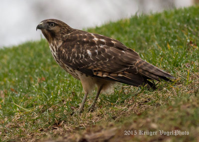 Red-shouldered Hawk (juvenile) 2766.jpg