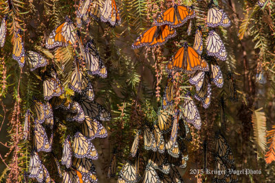 Monarchs 2366.jpg