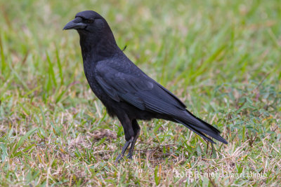 American Crow 1397.jpg