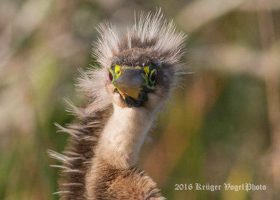 Anhinga 1390.jpg