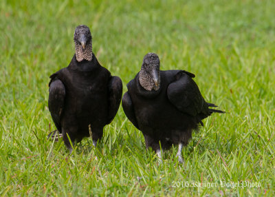 Black Vultures 1285.jpg