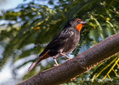 Lesser Antillean Bullfinch (male) 0199.jpg