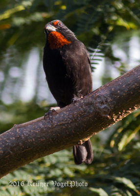 Lesser Antillean Bullfinch (male) 0204.jpg