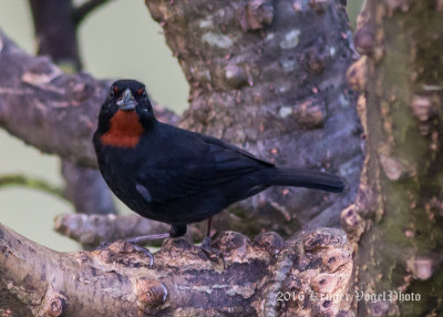 Lesser Antillean Bullfinch (male) 0218.jpg