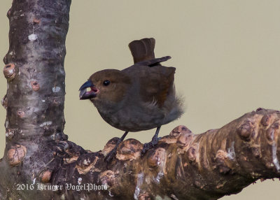 Lesser Antillean Bullfinch (female) 0222.jpg