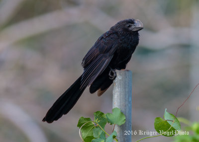 Smooth-billed Ani (4)