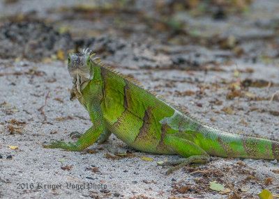 Green Iguana (subadult) 0551.jpg