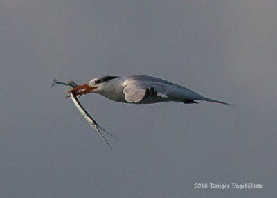 Royal Tern 0812.jpg